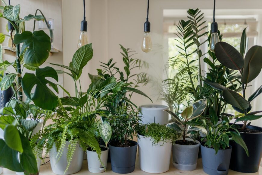 Kan ledlicht daglicht vervangen voor planten